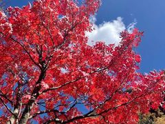 -麗枫酒店(成都理工大学地铁站店)