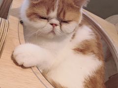 -飞行喵MR PILOT|猫舍·猫咖(静安大融城店)