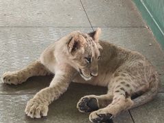 -秦皇岛野生动物园