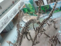 android_upload_pic-中国地质大学逸夫博物馆