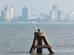 -长平肥姐白粥·海鲜打冷