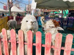 -萌宠亲子动物乐园(槐房万达店)