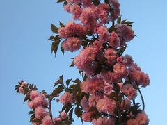-南汇桃花村