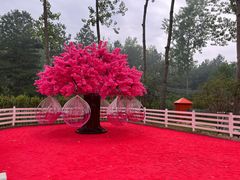 -合肥滨湖国家森林公园