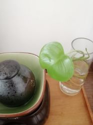 -素可SPA