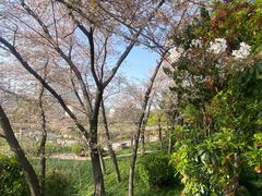-嘉定紫藤园