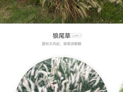 -贡湖湾湿地公园