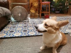 -more than meow吴止猫主题餐厅(承德 中船汇店)