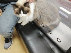 -瑞派天宁宠物医院·猫科·异宠中心