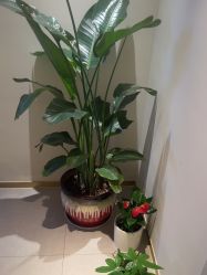 -苑苑vbeauty科技美容SPA