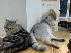 -李小姐の猫咖啡馆(五角场店)