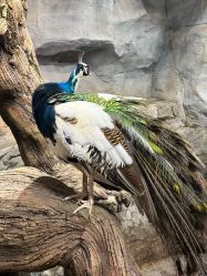 -Zoolung Zoolung动物主题公园(海信广场店)