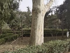 -黄村公园