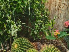 -北京植物园-展览温室