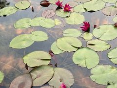 -云溪植物园