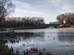 -大兴滨河森林公园