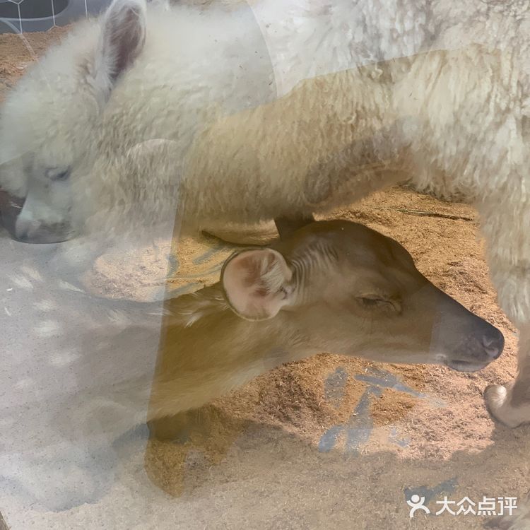 福田萌宠店｜性价比高，周末快来rua它们