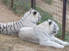 -昆明动物园