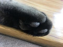 -猫和宫(六道口店)