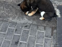 -吉香碳烤生蚝(仙霞路店)