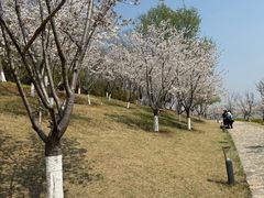 -羊山湖公园