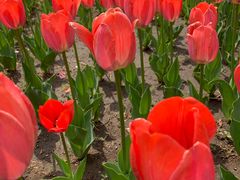 -长春公园(普阳街道)