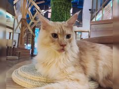 -猫色咖啡·猫咖