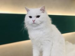-飞行喵MR PILOT|猫舍·猫咖(静安大融城店)
