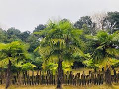-乌村