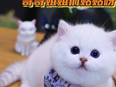 -欣宠猫屋·矮脚拿破仑·蓝金金渐层