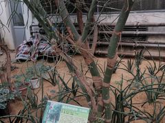 -石家庄市植物园
