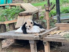 -广州长隆野生动物世界