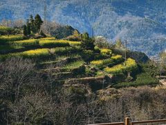 -桑洲油菜花景区