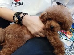 -more than meow吴止猫主题餐厅(承德 中船汇店)