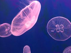 -江和美海洋公园