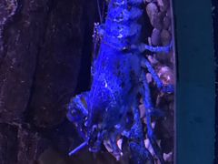 -瑞普利水族馆