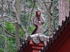 -黔灵山公园