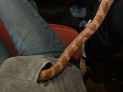 -抱暴龙爬宠·异宠·撸宠撸爬主题馆(大学路店)