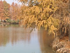 -上海海湾国家森林公园