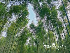 -大奇山国家森林公园