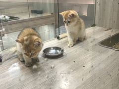 -飞行喵MR PILOT|猫舍·猫咖(静安大融城店)