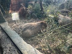 -鸡鸣汤包(红山动物园店)