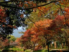 -田野绿世界
