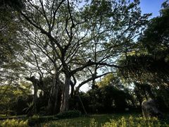 -瑞丽独树成林风景区