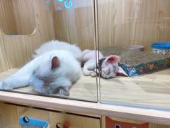 -屋虎猫馆(宝安大仟里店)