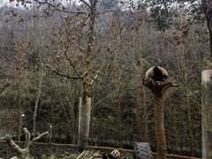 -都江堰中华大熊猫苑