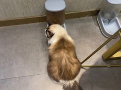 -飞行喵MR PILOT|猫舍·猫咖(静安大融城店)