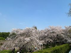 -嘉定紫藤园