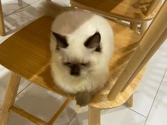-楼上猫咖(罗湖店)