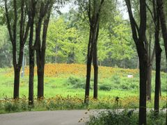 -东郊湿地公园